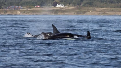 Orcas hunting in a group