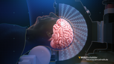 Brain 3D illustration